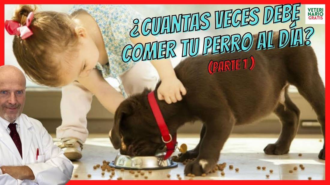 ¿CUÁNTAS VECES DEBE COMER UN PERRO AL DÍA? ❤️❤️ADULTO O CACHORRO