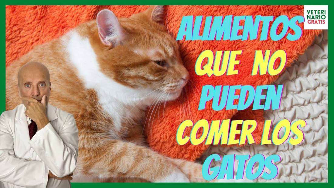 ⚠️ TOP 10 ALIMENTOS QUE PODRÍAN MATAR A TU GATO ⚠️ ALIMENTOS QUE NO PUEDEN COMER LOS GATOS ⚠️