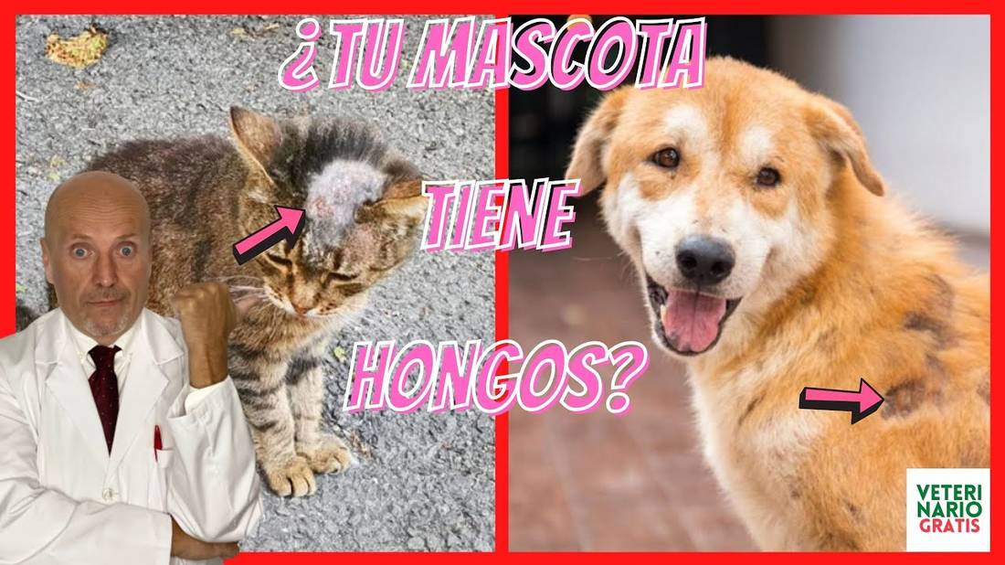 MI MASCOTA TIENE HONGOS ¿QUE PUEDO HACER?  KETOCONAZOL PARA LA TIÑA EN PERROS Y GATOS