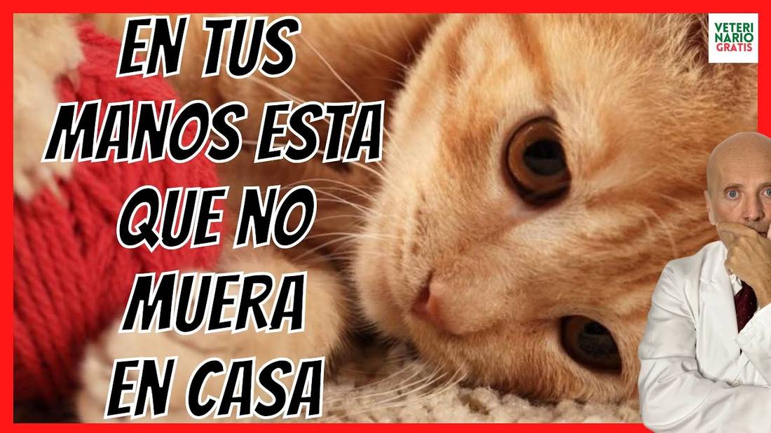 ⚠️ TOP 10 COSAS QUE PUEDEN MATAR A TU GATO Y QUE TIENES EN CASA ⚠️ VETERINARIO GRATIS GATOS