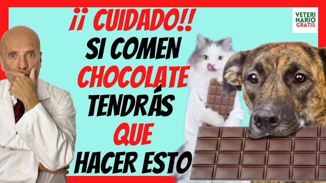 ¿PORQUE LOS PERROS Y GATOS NO PUEDEN COMER CHOCOLATE?  DOSIS LETAL, QUE HAGO, Y PRIMEROS AUXILIOS