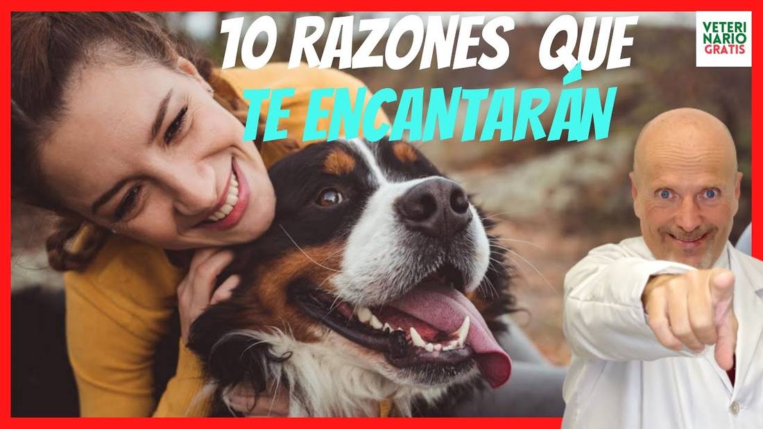 10 RAZONES PARA TENER UN PERRO COMO ÉL ¿PORQUÉ TENER UN PERRO?