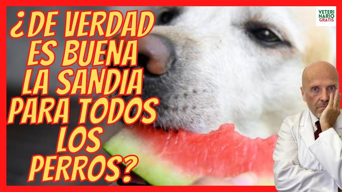 ¿LA SANDÍA ES BUENA O MALA PARA LOS PERROS?  ¿ LA PUEDEN COMER?