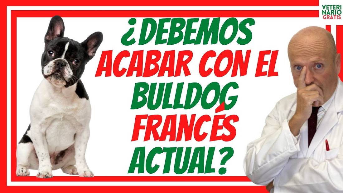 BULLDOG FRANCÉS  CARACTERÍSTICAS que provocan PROBLEMAS Y ENFERMEDADES  REPERCUSIONES LEGALES