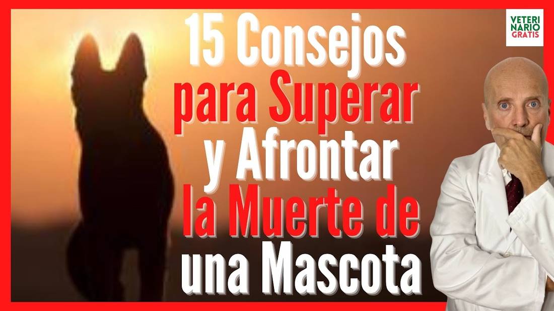 ¿CÓMO SUPERAR y AFRONTAR LA MUERTE DE UNA MASCOTA (PERRO O GATO) ? 15 CONSEJOS