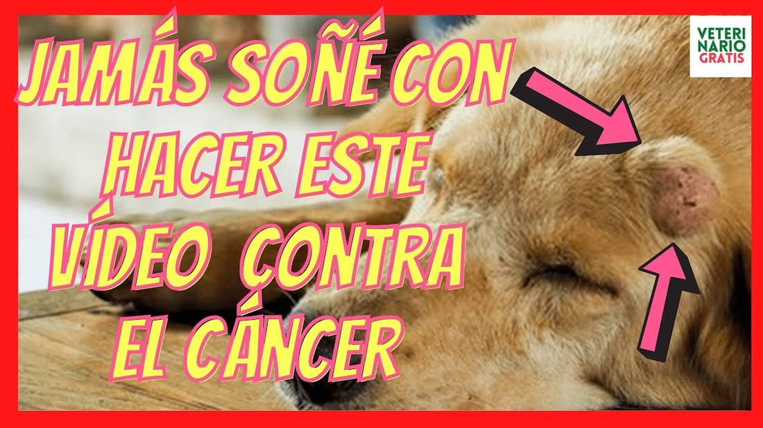 TRATAMIENTO Definitivo del CÁNCER de PIEL en PERROS  (MASTOCITOMA CANINO) con STELFONTA