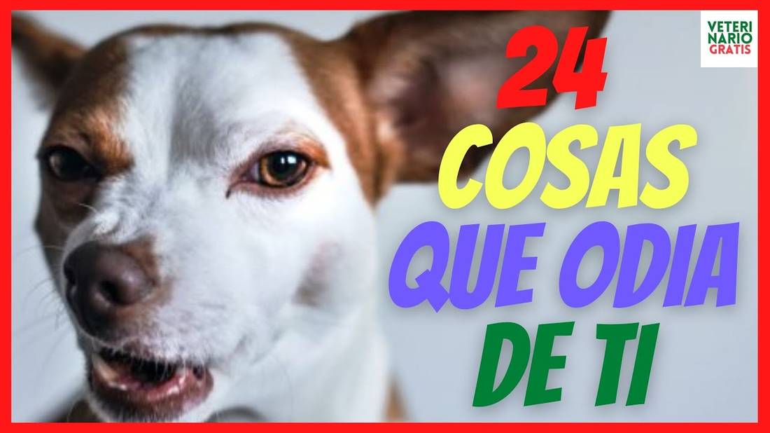 24 COSAS QUE ODIAN LOS PERROS DE LOS HUMANOS  (Y TU NO LO SABES)