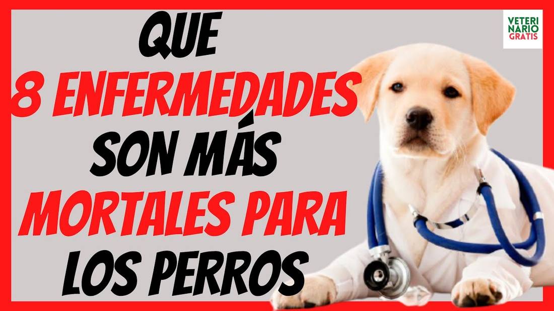 QUE 8 ENFERMEDADES SON MÁS MORTALES PARA LOS PERROS  SÍNTOMAS Y TRATAMIENTO