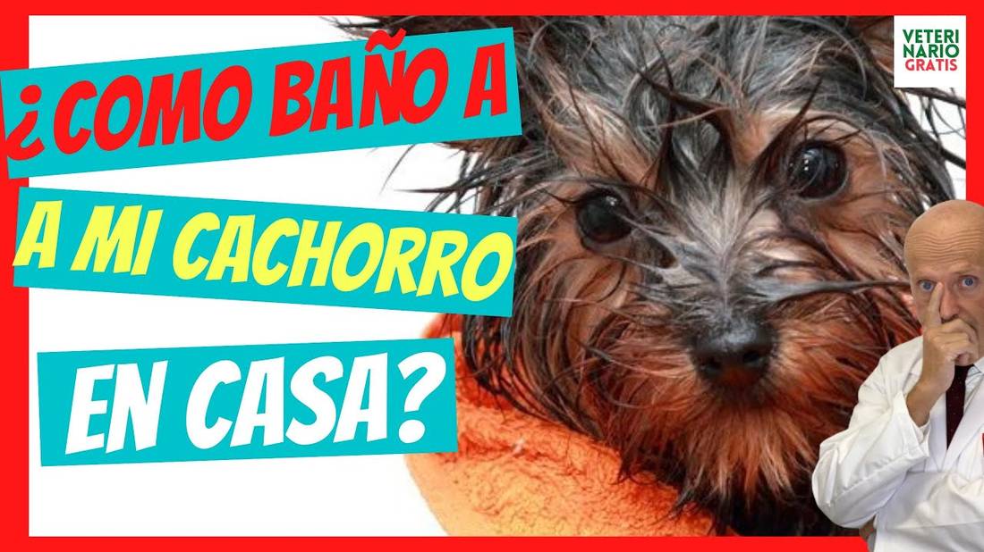 ¿CÓMO DEBE SER EL PRIMER BAÑO DE UN CACHORRO?