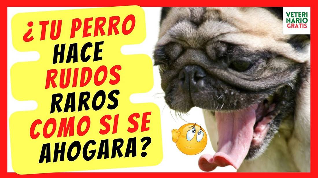 ❤️ ¿PORQUE MI PERRO HACE RUIDOS RAROS COMO SI SE AHOGARA Y NO RESPIRA BIEN? ❤️( COLAPSO TRAQUEAL)