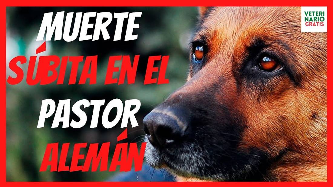 ENFERMEDADES EN PERROS PASTOR ALEMÁN  MUERTE SÚBITA