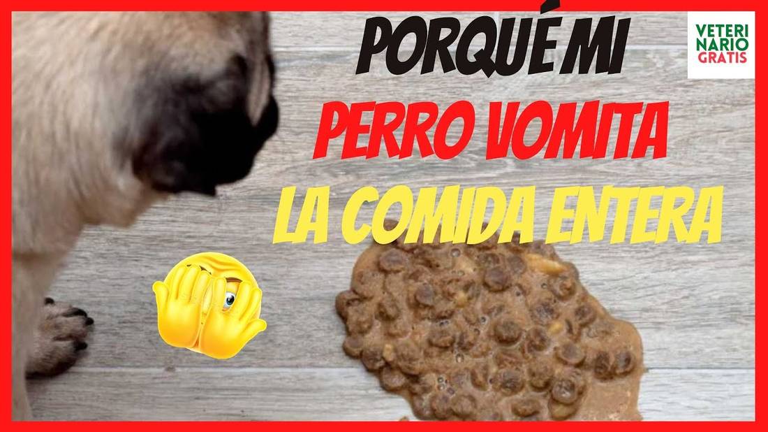 ⚠️ PORQUE MI PERRO VOMITA LA COMIDA ENTERA ⚠️ COMO EVITAR LA REGURGITACIÓN EN PERROS