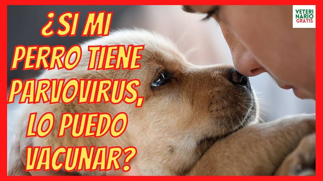 ¿SI MI PERRO TIENE PARVOVIRUS LO PUEDO VACUNAR?