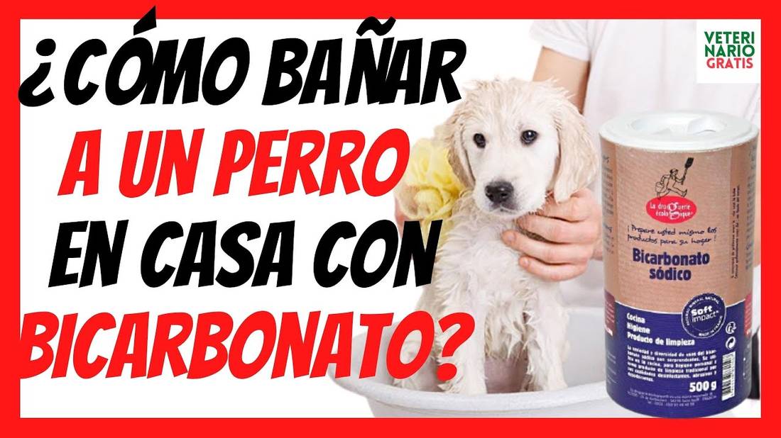 ¿COMO BAÑAR A UN PERRO en CASA CON BICARBONATO? (EN SECO Y CON AGUA)