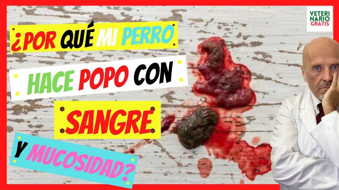 ⚠️ ¿PORQUE MI PERRO HACE HECES (POPO) CON SANGRE Y MUCOSIDAD?⚠️(HECES CON SANGRE EN PERROS)