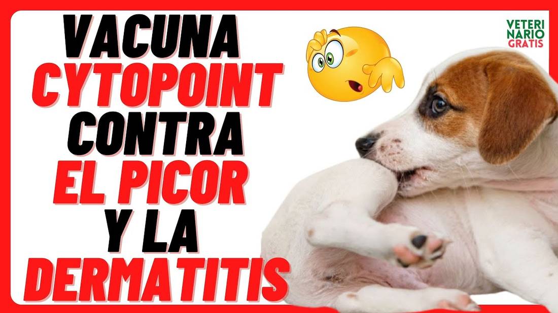 CYTOPOINT (LOQUIVETMAB)  VACUNA CONTRA LA DERMATITIS ATÓPICA Y EL PICOR EN LA PIEL DE LOS PERROS