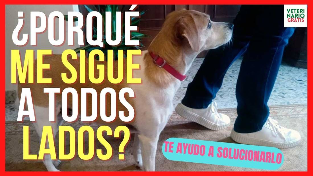 ¿PORQUE MI PERRO ME SIGUE A TODOS LADOS? SÍNDROME DE HIPERAPEGO EN PERROS