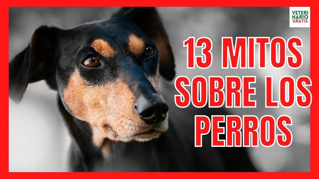 13 SUPERSTICIONES, MITOS Y CURIOSIDADES DE LOS PERROS