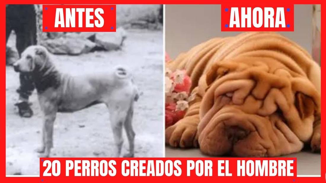 TOP 20 RAZAS DE PERROS ANTES Y DESPUÉS  PERROS CREADOS POR EL HOMBRE MODIFICADOS GENETICAMENTE