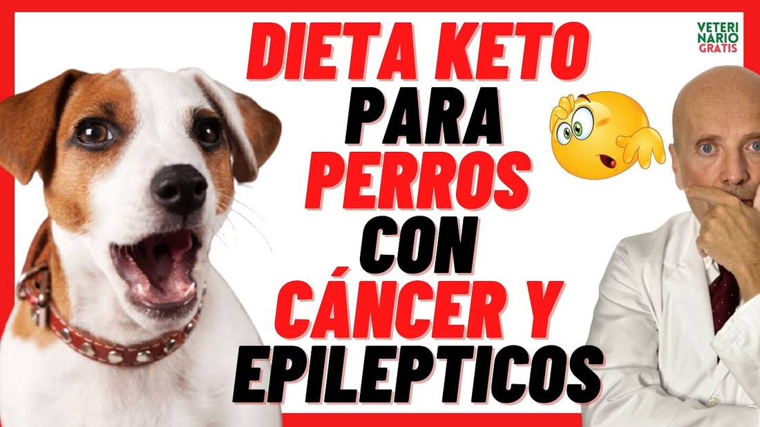 DIETA KETO O CETOGÉNICA (Natural) PARA PERROS CON CÁNCER Y EPILEPTICOS