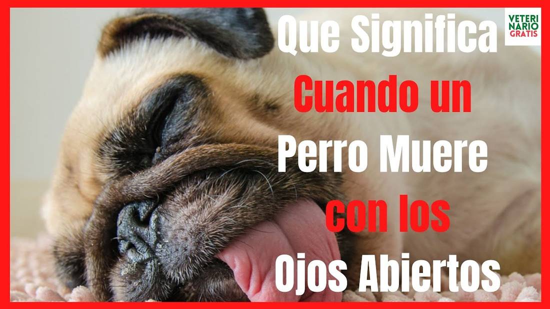 ¿QUE SIGNIFICA CUANDO UN PERRO MUERE CON LOS OJOS ABIERTOS? (con o sin EUTANASIA)