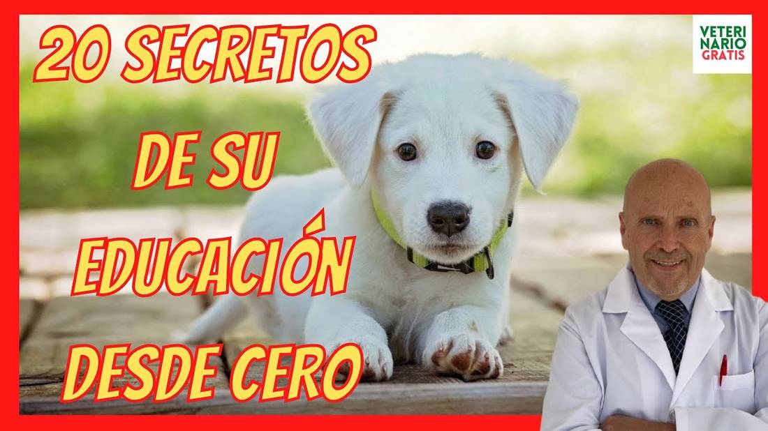 ¿COMO EDUCAR A UN CACHORRO? ❤️ DESDE CERO ( de 2, 4 y 6 meses) SIN ESTOS 20 ERRORES