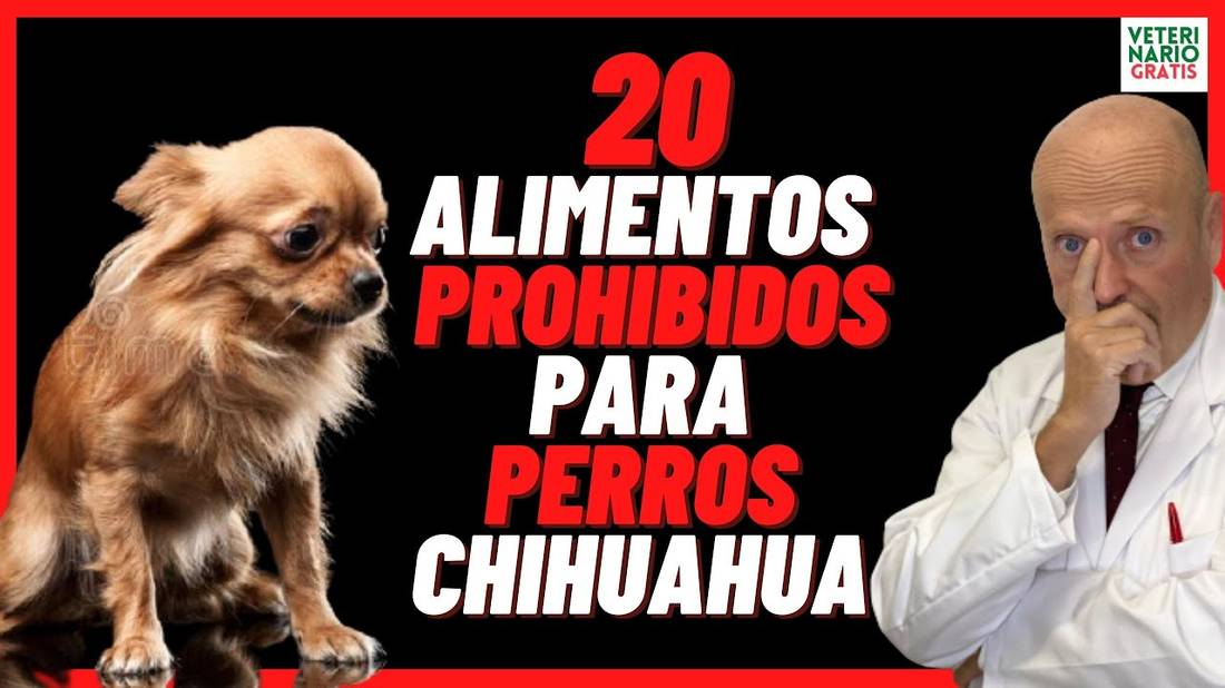 ⛔️ 20 ALIMENTOS PROHIBIDOS PARA PERROS CHIHUAHUA ⛔️