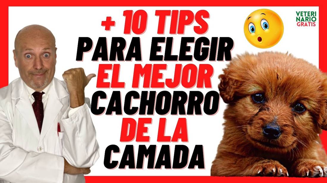 10 TIPS PARA CÓMO ELEGIR EL MEJOR CACHORRO DE LA CAMADA❤️CÓMO COMPRAR UN PERRO