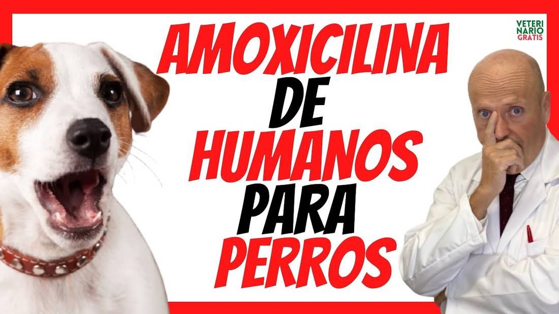 ❤️ AMOXICILINA DE HUMANOS PARA PERROS  CÓMO CALCULAR LA DOSIS DE AMOXICILINA EN PERROS