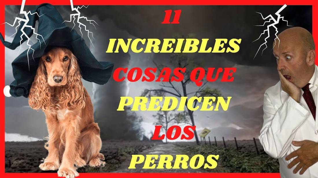 11 COSAS QUE LOS PERROS PREDICEN  VEN O SIENTEN Y TU NO