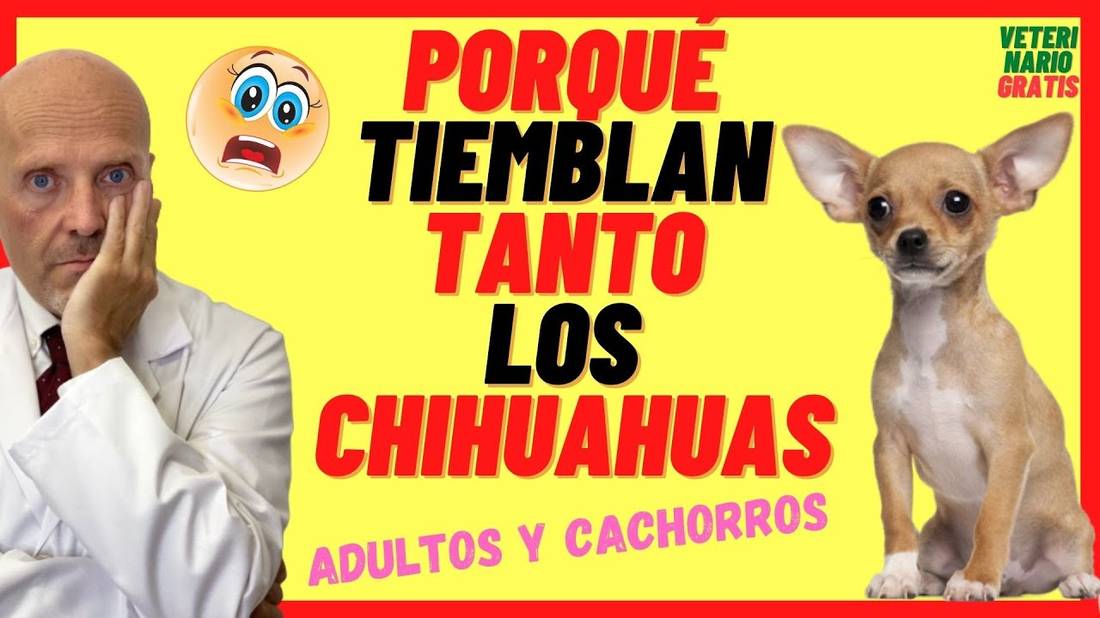 ¿PORQUE TIEMBLAN TANTO LOS CHIHUAHUAS? (Chi gua gua Adultos y Cachorros)