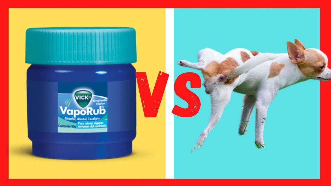 CÓMO EVITAR QUE TU PERRO SE ORINE Y MUERDA TODO EN CASA  VICKS VAPORUB (REPELENTE CASERO PERROS)