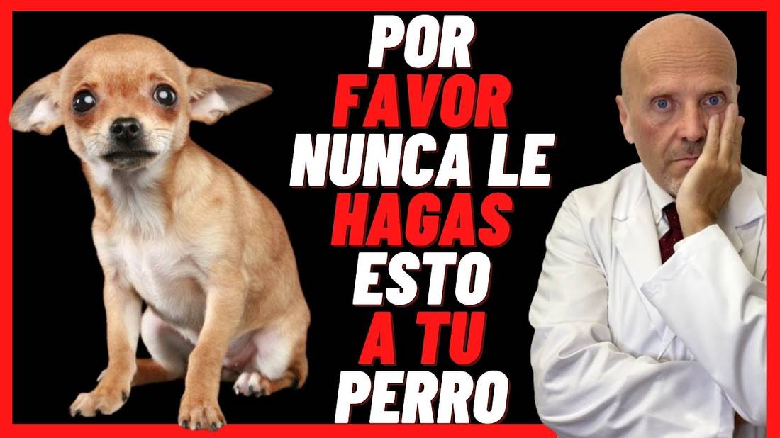 35 COSAS QUE NO DEBES HACER CON TU PERRO❣️(Aunque no te des cuenta) Ya que son DAÑINAS