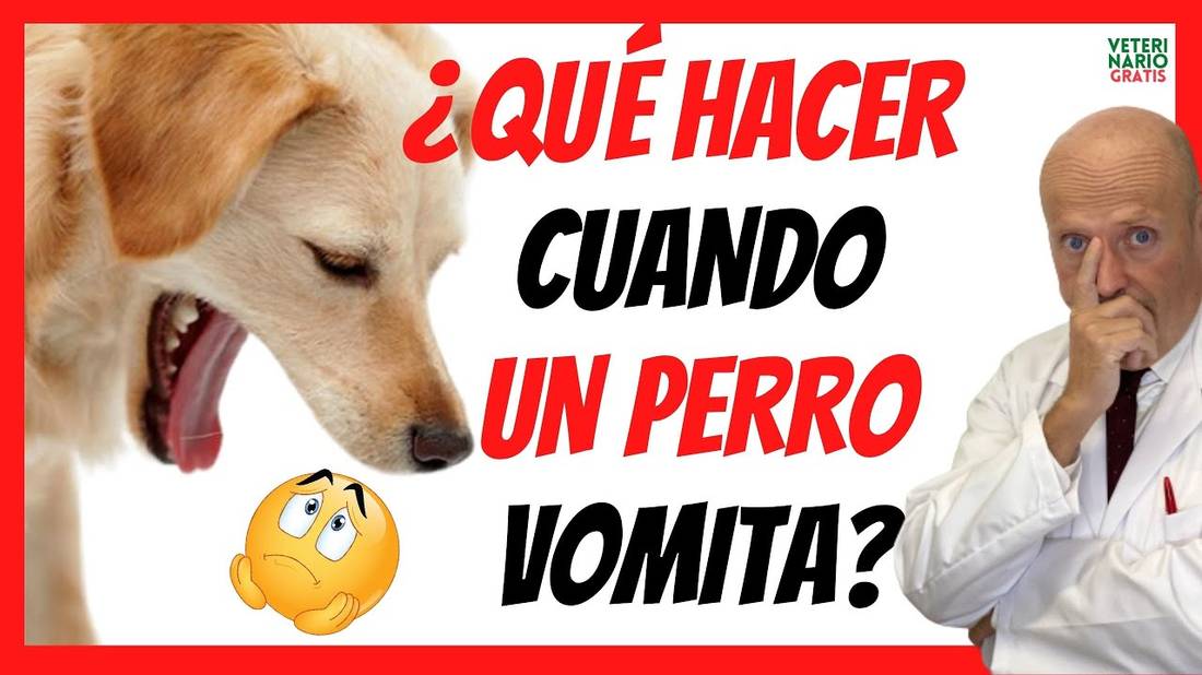 ¿QUÉ HACER CUANDO UN PERRO VOMITA? ⚠️ MI PERRO VOMITA MUCHO ¿QUE HAGO? ¿QUE LE DOY? ⚠️