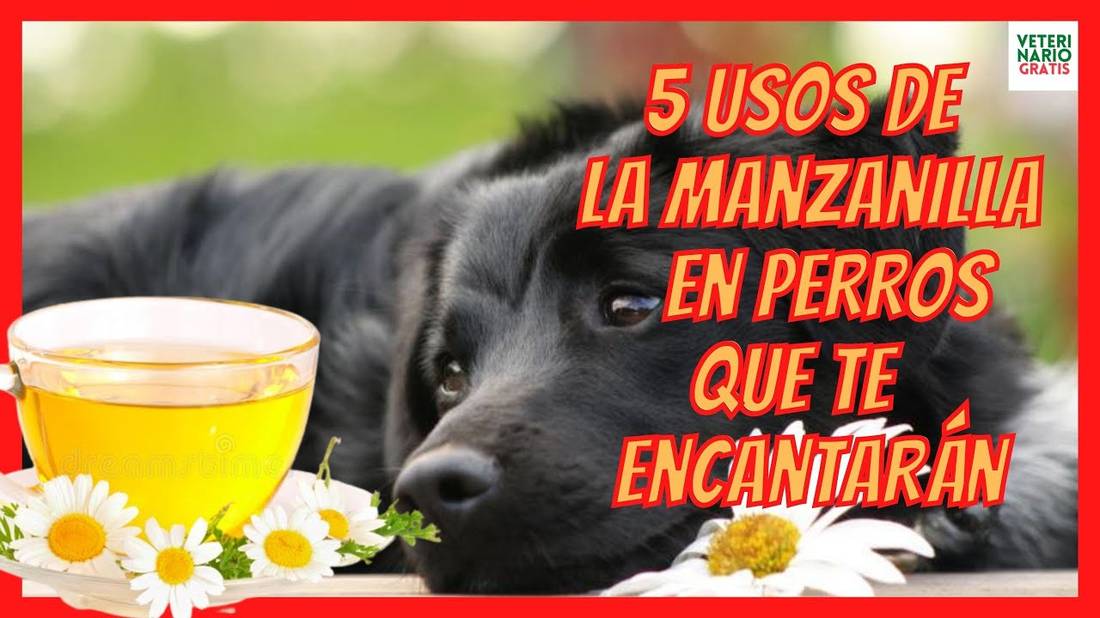 5 REMEDIOS CON MANZANILLA PARA PERROS  CON ANSIEDAD, PULGAS, GARRAPATAS, DIARREA…