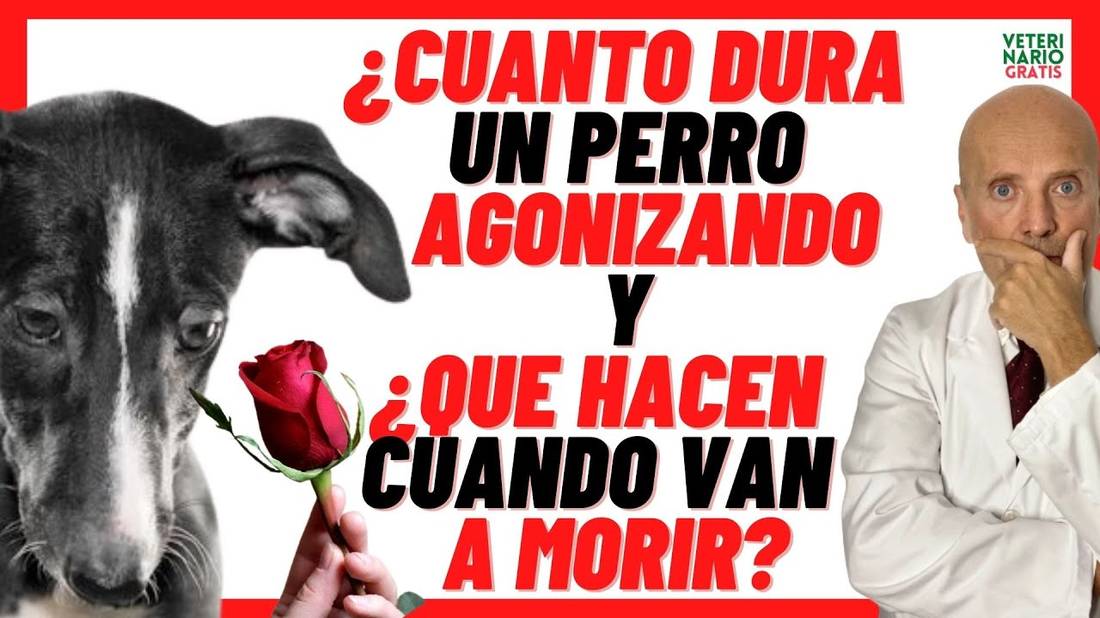 CUANTO DURA UN PERRO AGONIZANDO  QUE HACEN LOS PERROS CUANDO VAN A MORIR