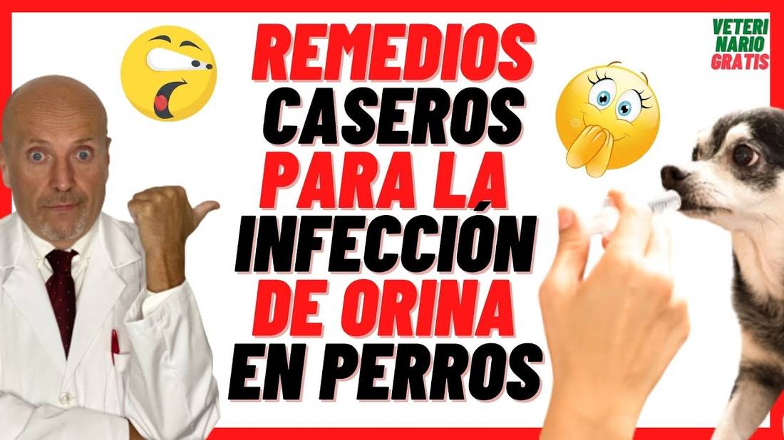 REMEDIOS CASEROS PARA INFECCIÓN URINARIA (Cistitis) EN PERROS (Sangre en la Orina)