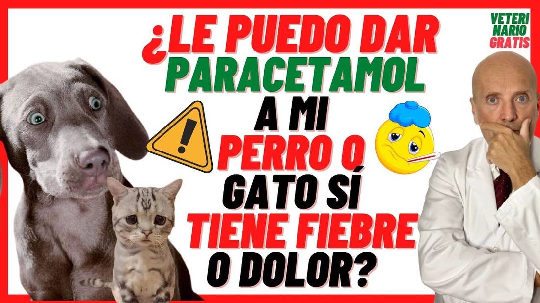 ⚠️ ¿LE PUEDO DAR PARACETAMOL A MI PERRO O GATO SI TIENE FIEBRE o DOLOR ?⚠️