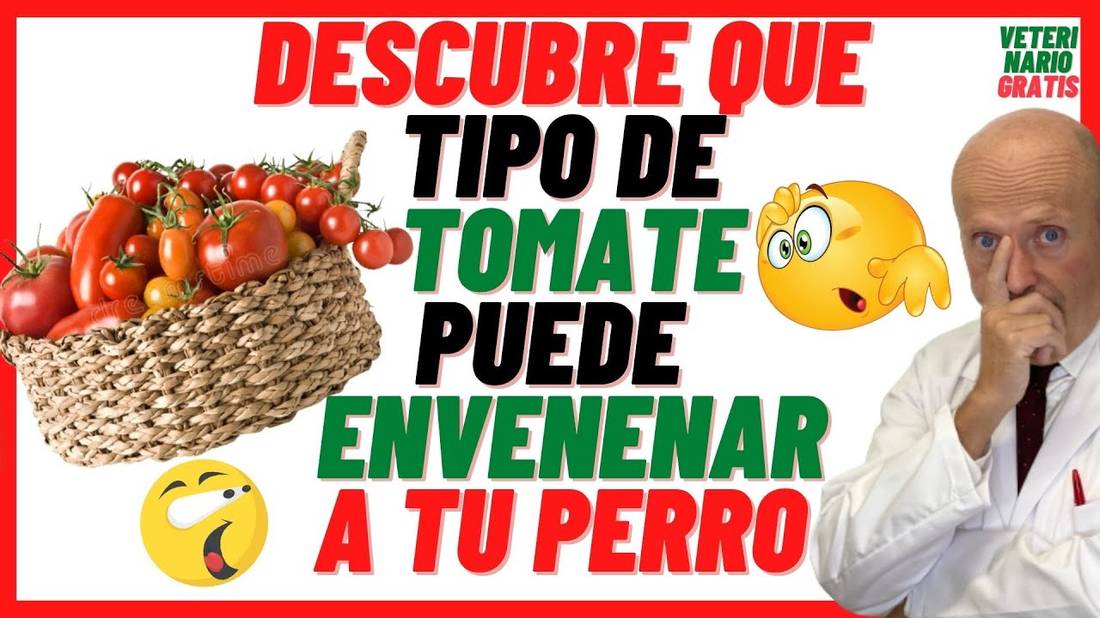 ⚠️ ¿LOS PERROS PUEDEN COMER TOMATE? ⚠️ (FRITO, VERDE, NATURAL) O ES TÓXICO