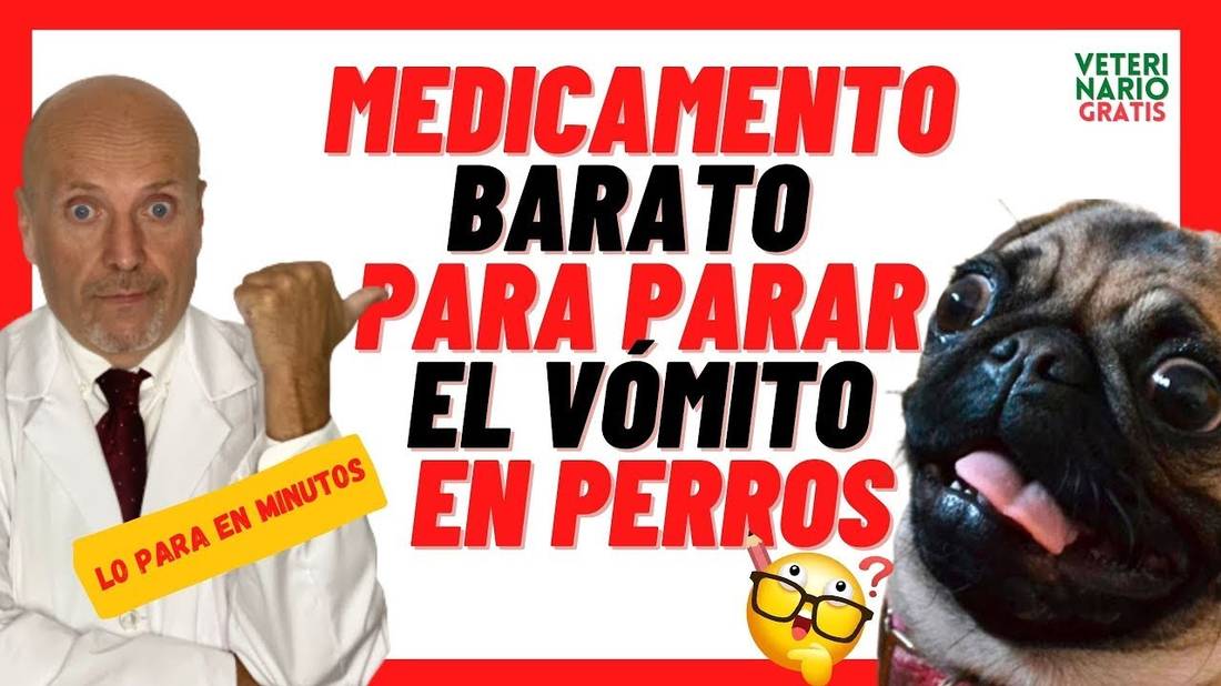 ❤️ MEDICAMENTO PARA PARAR EL VÓMITO EN PERROS ❤️ METOCLOPRAMIDA (PRIMPERAN) PARA PERROS