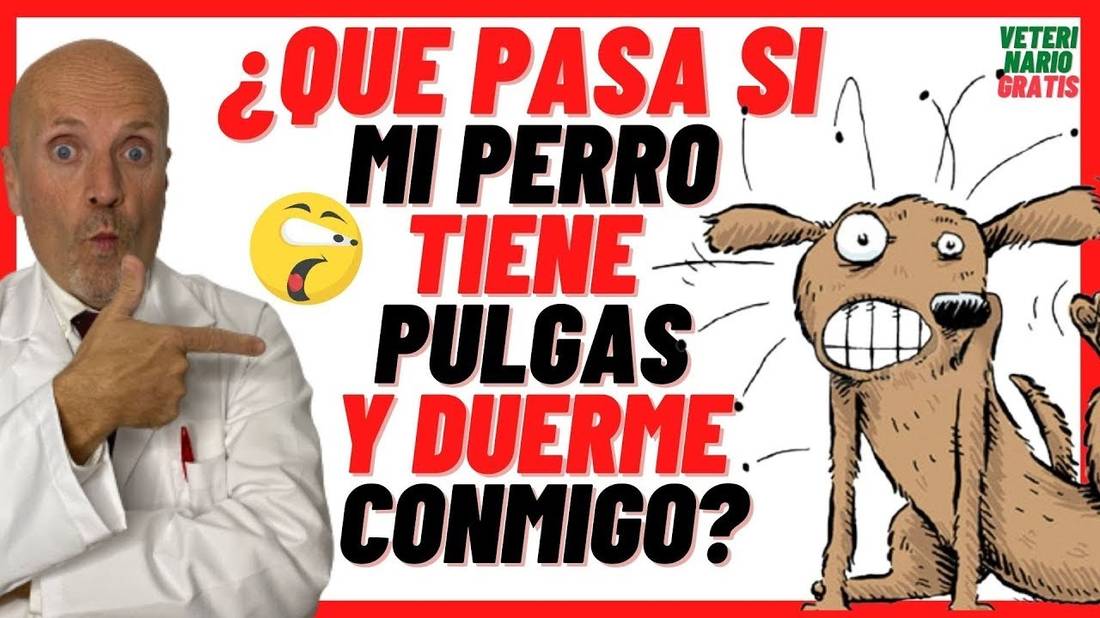 ⚠️ ¿QUE PASA SI MI PERRO TIENE PULGAS Y DUERME CONMIGO?⚠️ ENFERMEDADES TRANSMITIDAS POR PULGAS