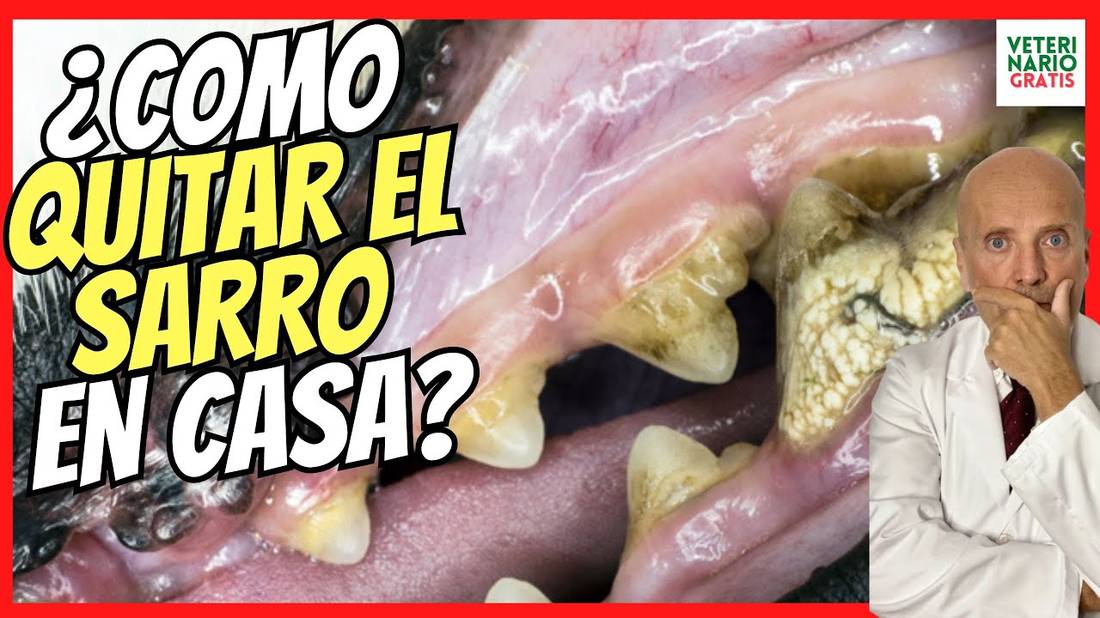 CÓMO QUITAR y ELIMINAR EL SARRO DENTAL EN PERROS  FÁCIL Y RÁPIDO (Y LA CARIES)