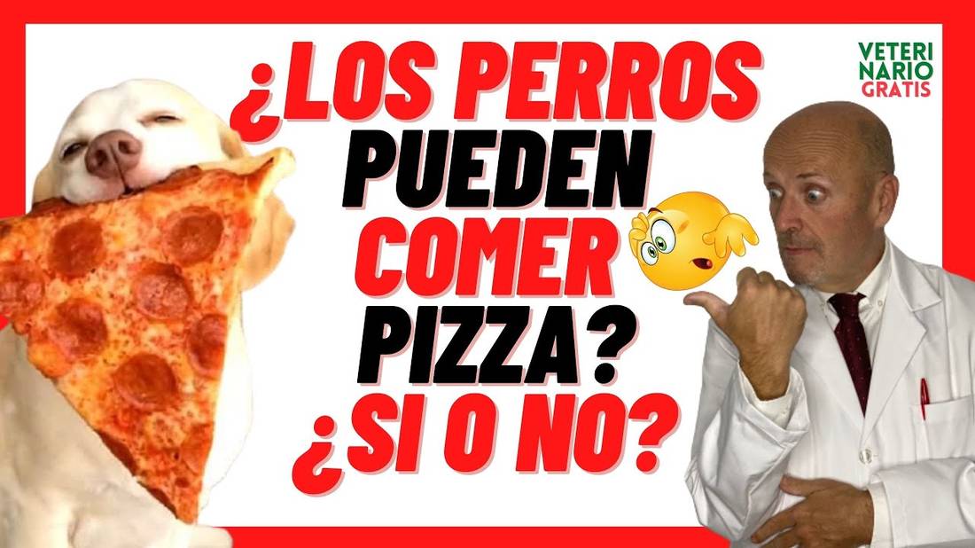 ¿LOS PERROS PUEDEN COMER PIZZA? PELIGROS DE LA PIZZA PARA PERROS (PIZZA PERRO)