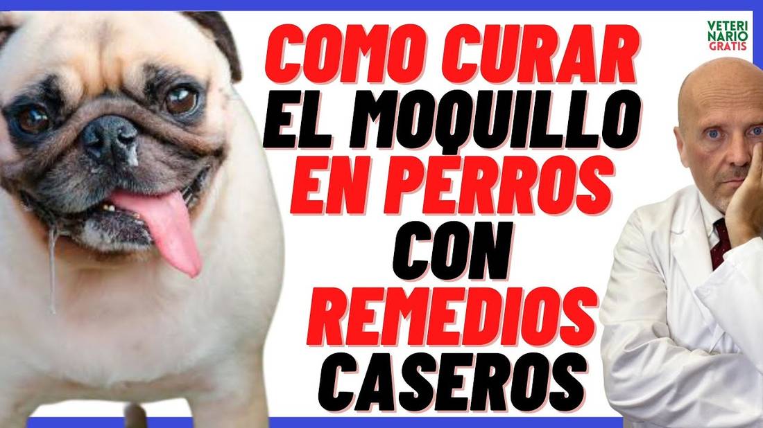 ¿CÓMO CURAR EL MOQUILLO EN PERROS CON REMEDIOS CASEROS? (ADULTOS Y CACHORROS)