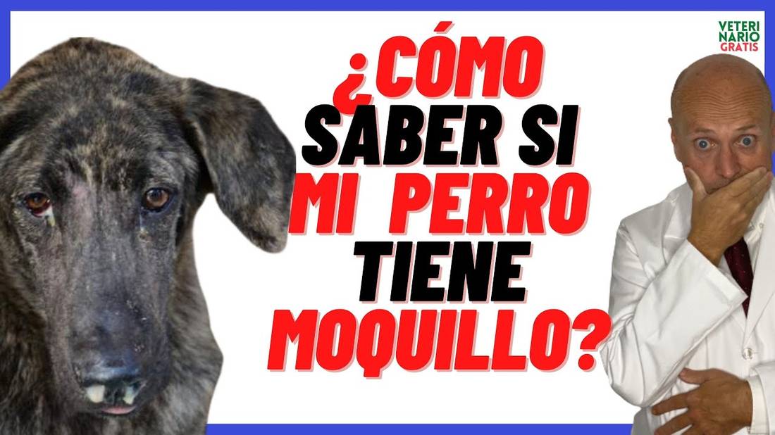 ¿COMO SABER SI MI PERRO TIENE MOQUILLO?  SÍNTOMAS del MOQUILLO en Perros Cachorros y Adultos