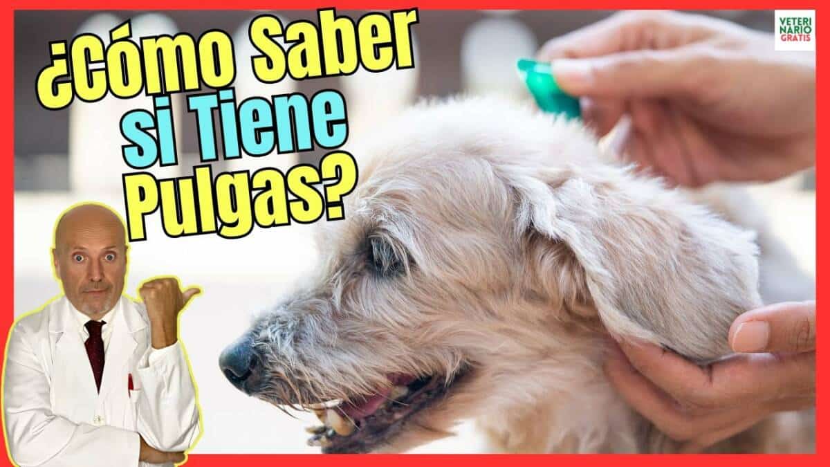 ¿COMO SABER SI MI PERRO TIENE PULGAS?