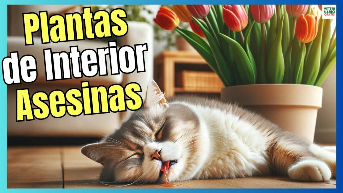 Plantas de interior tóxicas venenosas o mortales para gatos