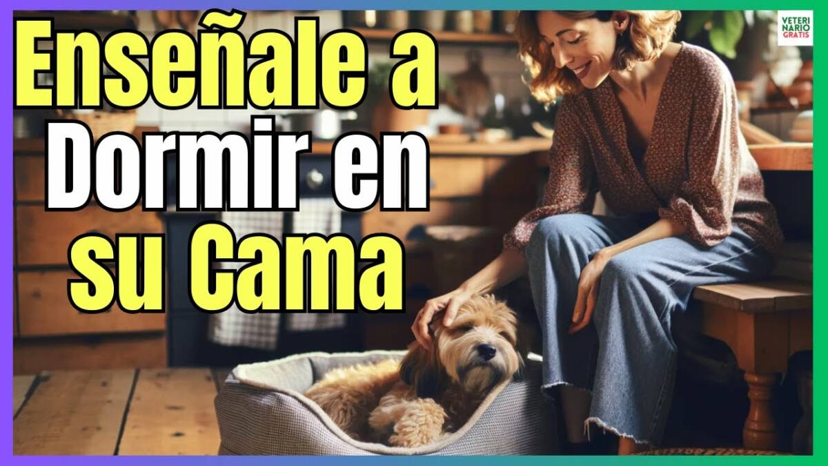 ¿COMO ENSEÑAR A UN PERRO A DORMIR EN SU CAMA?