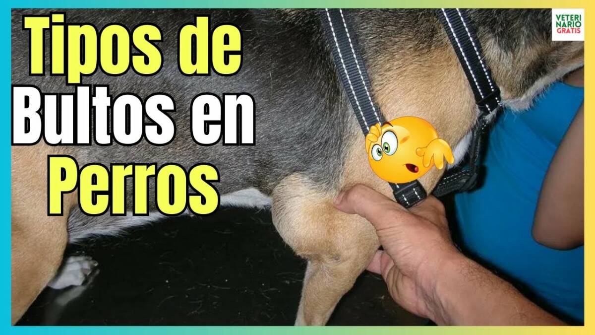 LOS 5 TIPOS DE BULTOS EN PERROS ¿QUE SIGNIFICAN Y CÓMO ACTUAR?