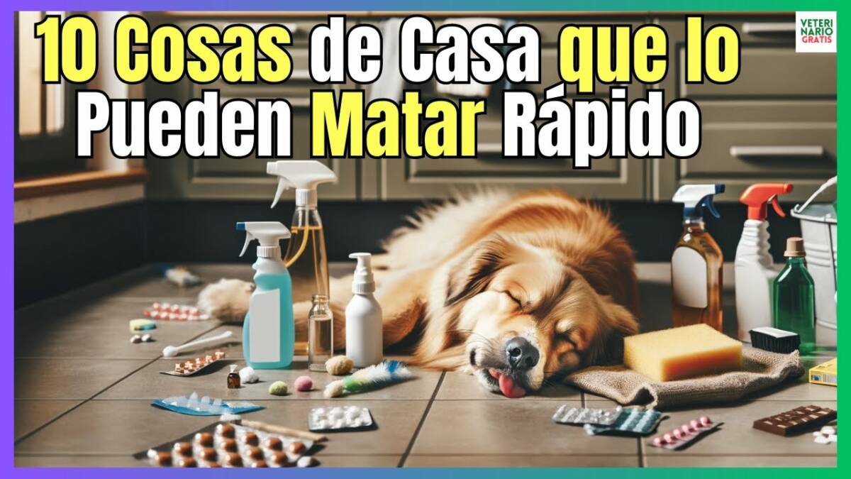 10 cosas de casa que pueden matar a un perro